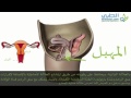 الاعضاء التناسلية الداخلية للمرأة - الطبي ( Altibbi.com )