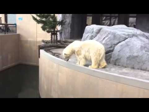 旭山動物園 ホッキョクグマ