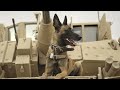 What is your dog thinking? Brain scans give glimpse