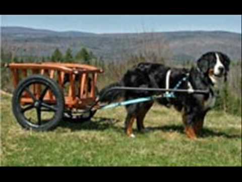 Wfbg 1290 Am - Charlie And Dick In The Morning - Unemployed Dogs - Carting