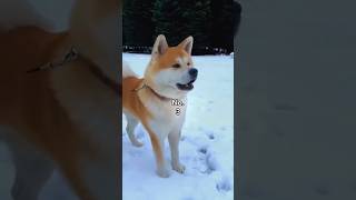 Top 3 Dog Breeds That Could Guard A King