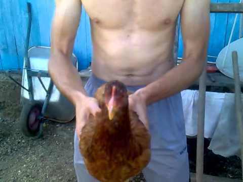 Порно Видео Мужик Трахает Курицу