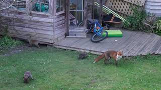 🦊 Adorable Fox Cubs Play With Apples