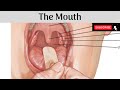 The Mouth | Parts | Lips | Cheeks | Gums | Vestibule | Oral Cavity Proper | Boundaries | Sublingual