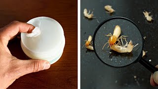 Protégez Vos Meubles Contre Les Termites Grâce À Ces Astuces Naturelle