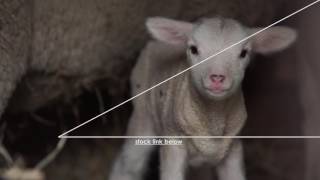Baa-Lamb, Newborn Lamb - Top Selling - Stockvideo