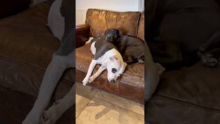Staffy Love Daddy Tommys Keeping A Close Eye On Boo And Giving Her All The Cuddles