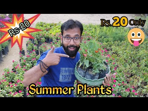 Cheap Summer Plants at Rs 20 | Best Summer Flowering Plants For Pots in India