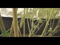 s2 How to Lollipop your cannabis plant