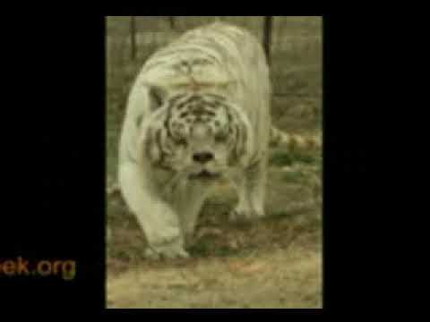 deformed white tiger pictures. Deformed White Tigress Vs Well Fed African Lion Veterans Of Everland Tigress Chases Lion