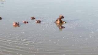 Hippo In The Late Afternoon