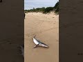 Dead Shark Found On Apollo Bay Beach Dead Shark Found On Apollo Bay Beach