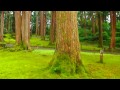 福井県 平泉寺白山神社