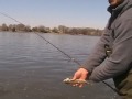 depere Spring Walleyes