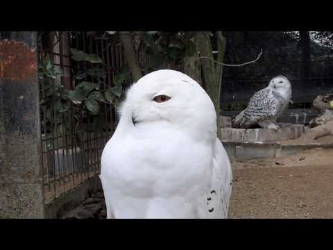 シロフクロウ Snowy Owl ＃02