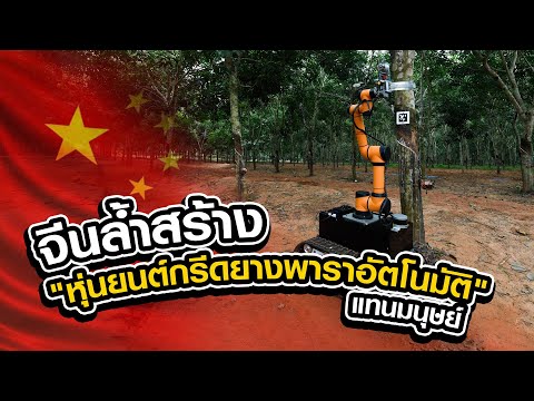 จีนสร้างหุ่นยนต์กรีดยางพาราอัตโนมัติ แทนมนุษย์