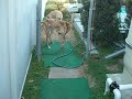 CJ the GALT Greyhound -- Video #5 -- Jan. 14, 2013
