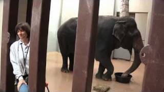 Meet The Elephants Of The National Zoo