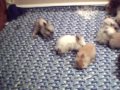 Bunny Cam See Baby Rabbits Bluegrass Ball - Live Lionheads
