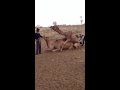 Camels mating in the Indian desert.