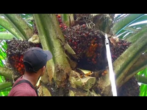 begini enaknya kalau panen buah keliling? #viralvideo #panensawitsuper begini enaknya kalau panen buah keliling? #viralvideo #panensawitsuper