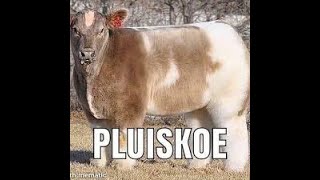 Pluiskoe Memes Meme 8