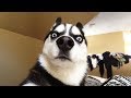 Tổng hợp clip về các Đại Ngáo cần được bảo tồn 🤣 Chết cười với mấy em Husky này 😅