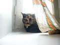 tinyloana the cat sings call and response with an electric guitar