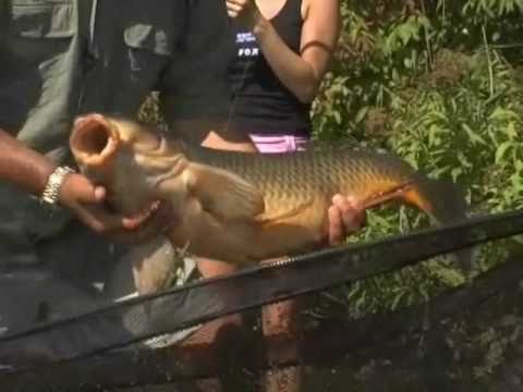 Euro Style Carp Fishing in