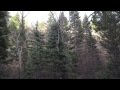 John King- The Woods