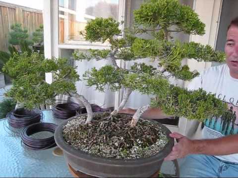 Juniper Bonsai Tree on How To Create An Azalea Bonsai From A Nursery Plant
