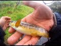 trouts