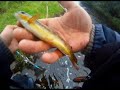 trouts
