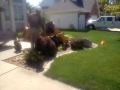 Stump grinding by Embark Tree Services, Des Moines, Iowa