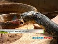 King Cobra gobbles up a a Rat Snake: Amazing and rare video (Asianet News exclusive)