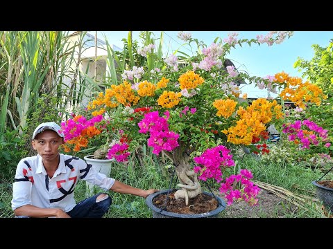 Hoa giấy ngũ sắc thành phẩm chào bán ngày 26/4 shop NgocTai