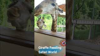 Giraffe Feeding In Safari World