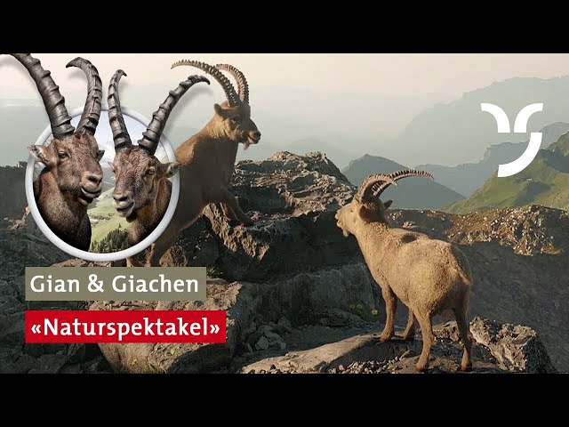 Watch Steinbock-Spot "Naturspektakel" on YouTube.