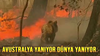 Avustralya yangınlarında potansiyel olarak 480 milyon hayvan öldü...