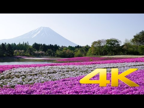 Fuji Shibazakura festival - Yamanashi - 富士芝桜まつり - 4K Ultra HD