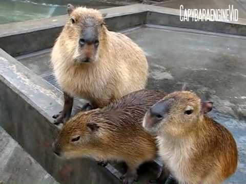 Feeding Capybaras in the rain雨の中ゴハンをねだるカピバラ一家