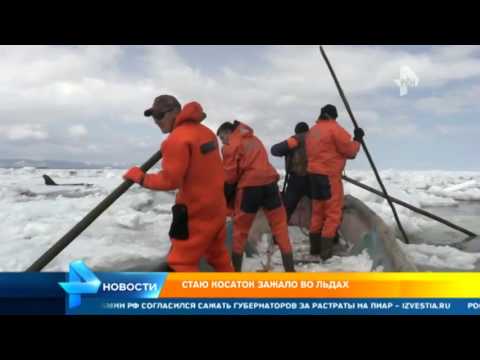 касатки спасли рыбаков касатки спасли рыбаков