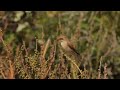 Grauwe Klauwier - Lanius collurio - Red-backed Shrike
