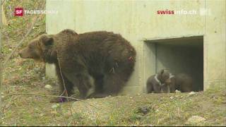 Cubs Leave Sanctuary Of Bern Bear Park Cave