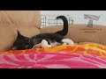 HDvd9 co I SWEAR you will CRY WITH LAUGHTER   Ultra FUNNY PETS  ANIMALS