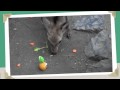 Squishy Petri Goes to the Olympics, Japan, and More! Video