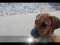 Rhodesian Ridgeback puppy training, playing,doing tricks, four months old