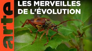 Surprenants Coléoptères Les Insectes, Super-Héros En Minuscule Arte Family