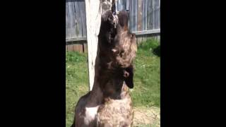 Pit Bull Hanging From Rope
