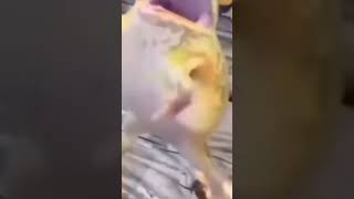 Sapo Atumalaca